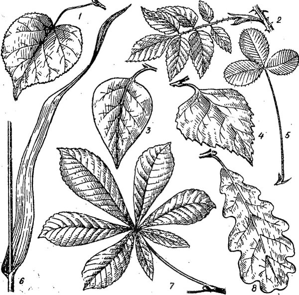 Сложные листья состоят листовой пластинки