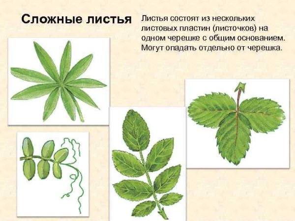 Простые листья