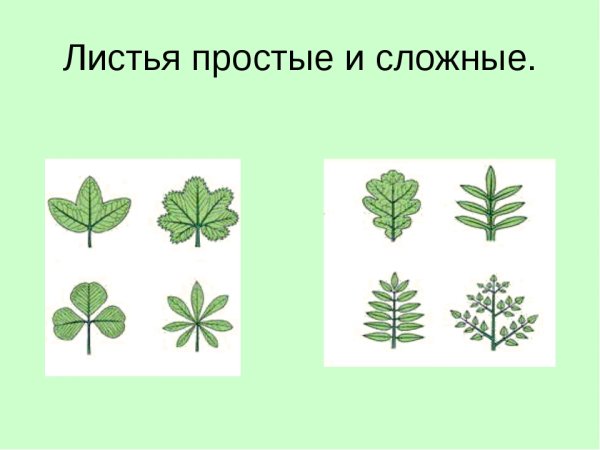 ПАРНОПЕРИСТЫЙ сложный лист