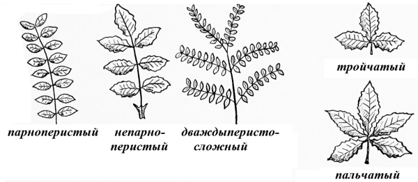 Простые и сложные листья растений
