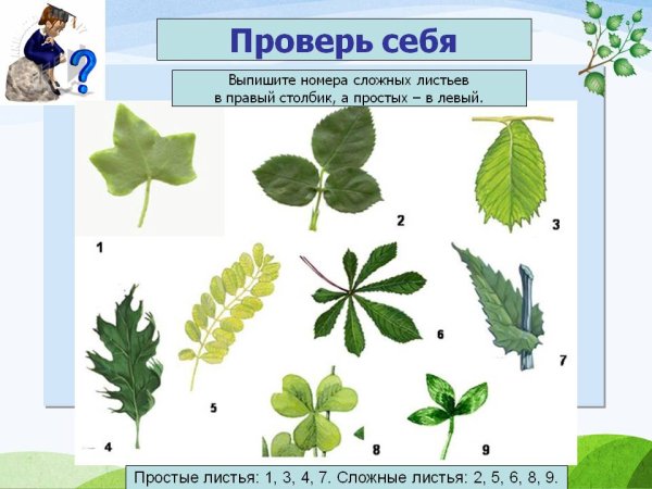 Простые и сложные листья