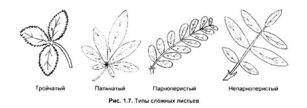 Тройчато лопастной