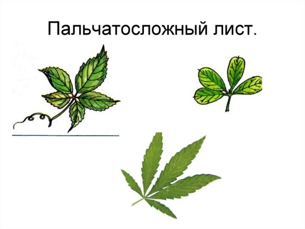Сложные листья