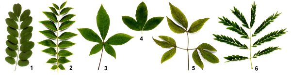 Простые листья