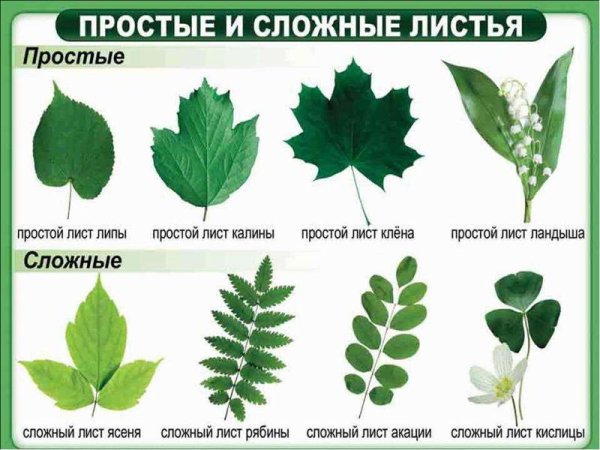 Гербарий строение листа