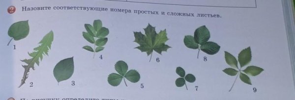 Сложный Тип листа