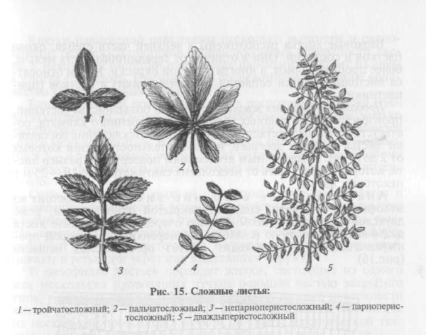 Простые и сложные листья