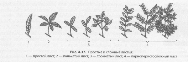 Морфология листа простые листья
