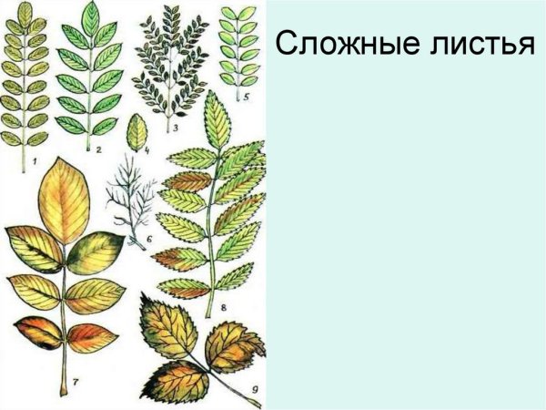 Выпишите цифры которыми обозначены простые листья