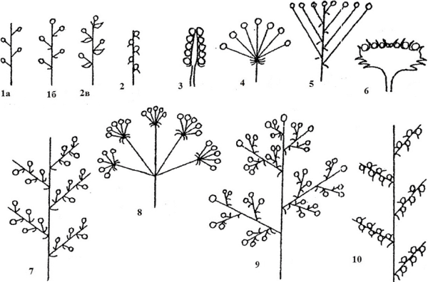 Моноподиальное соцветие