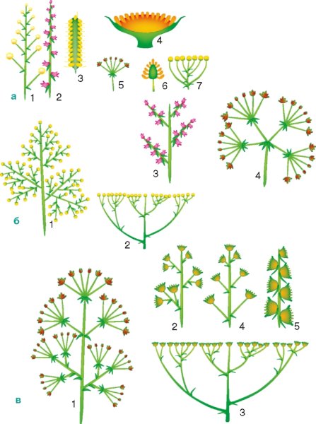 Щитковидная метелка соцветие