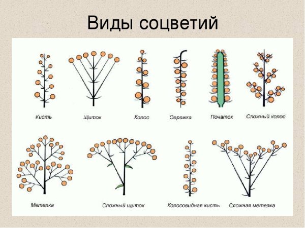 Схема соцветий с примерами