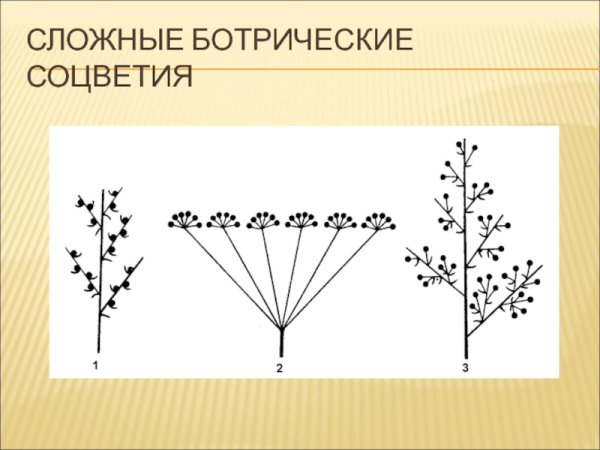 Сложные рацемозные соцветия