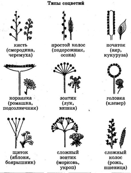 Схемы соцветий кистевидная корзинка
