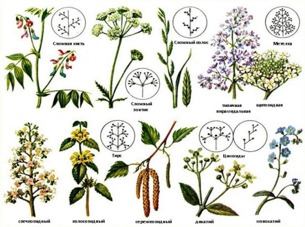 Соцветия покрытосеменных растений