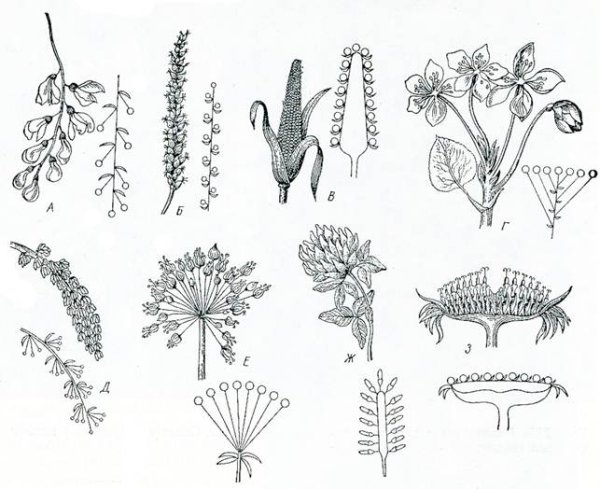 Метельчатый Тирс