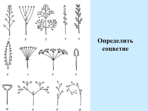 Фрондулезное соцветие