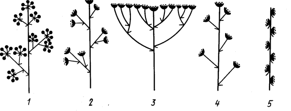 Цимозное (симподиальное) соцветие: