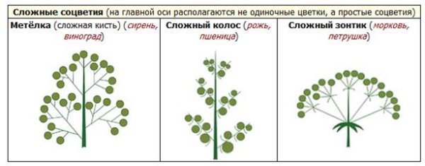 Сложные соцветия