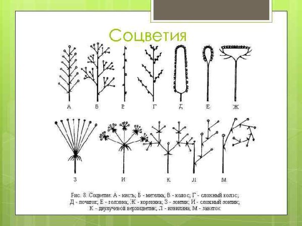 Щитковидная метелка соцветие