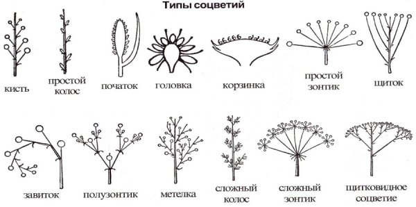 Кистевидная корзинка соцветие
