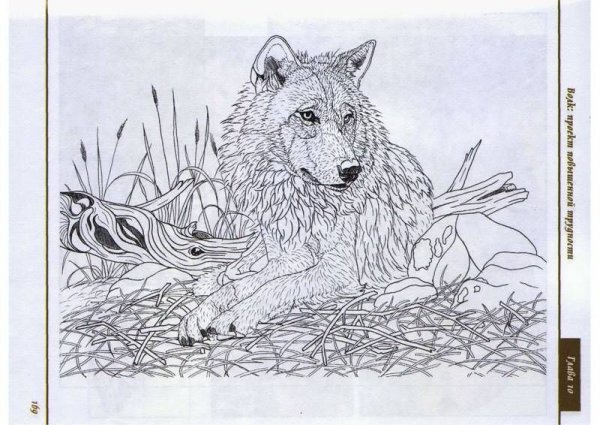 Выжигание по дереву рисунки схемы