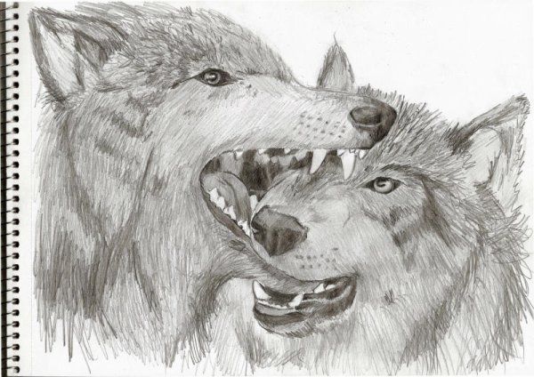 Волк карандашом для срисовки