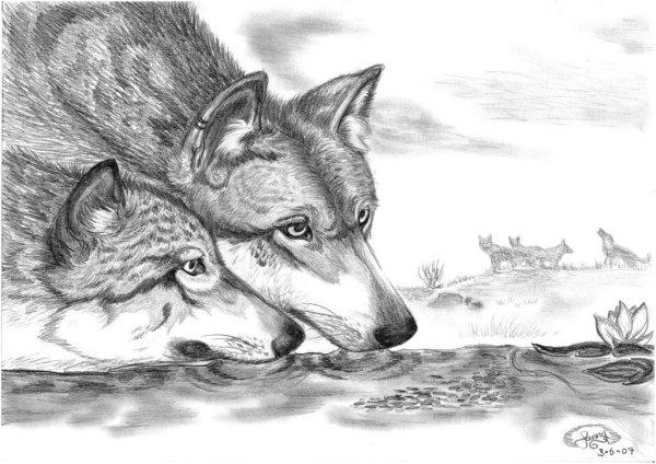 Волк простым карандашом