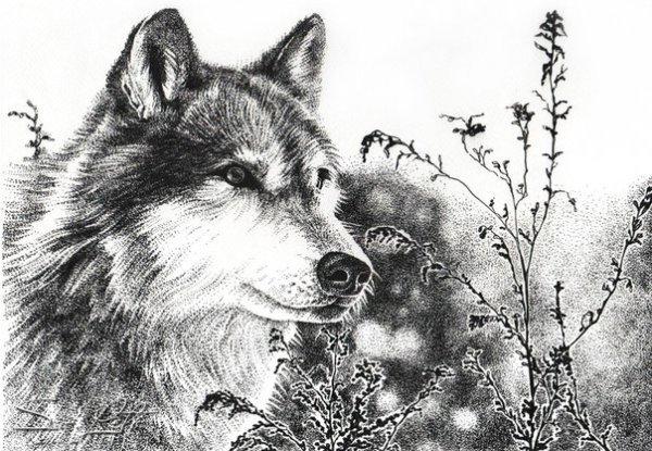 Раскраска волк