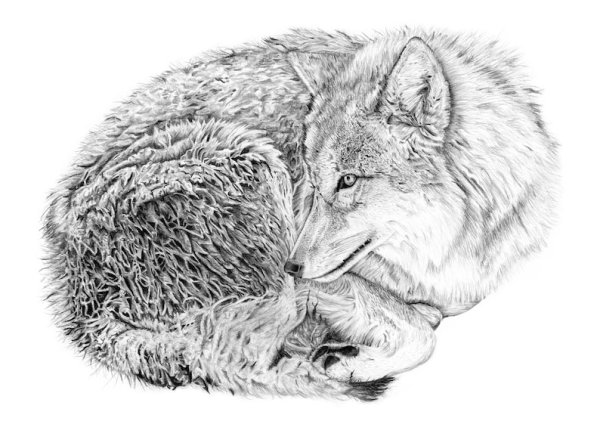 Тату волка для срисовки