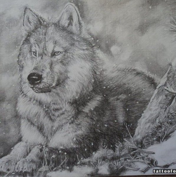 Рисунки Волков карандашом