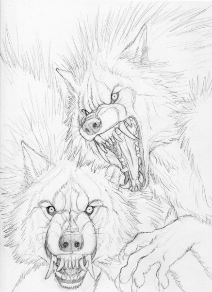 Раскраски сложные и красивые Волков