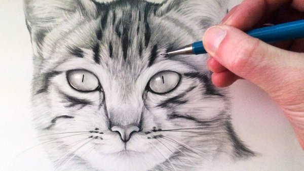 Реалистичные рисунки животных