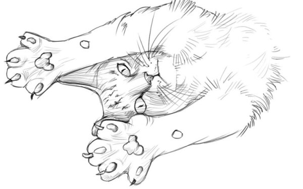 Рисунки котов карандашом для срисовки