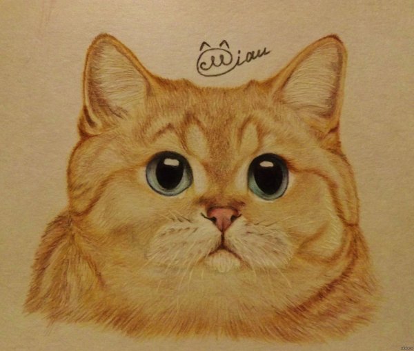 Нарисовать котика