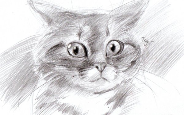 Рисунки котов карандашом