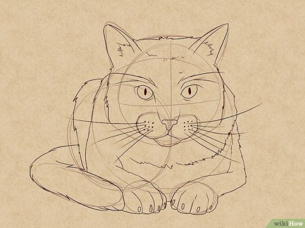 Рисунок кота для срисовки