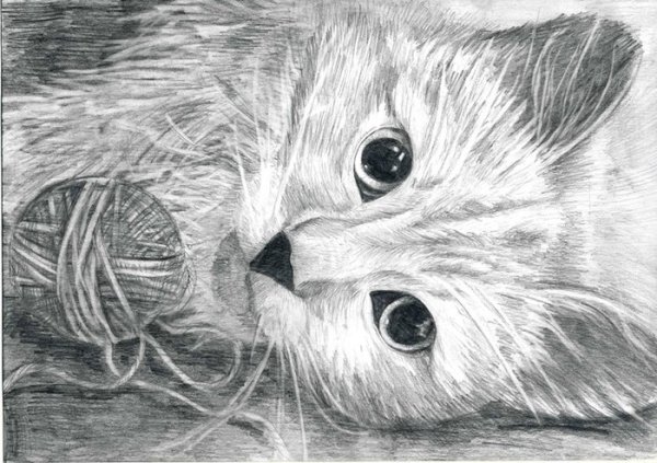 Красивые рисунки животных простым карандашом