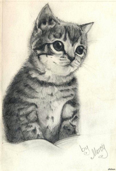 Красивые рисунки котов для срисовки