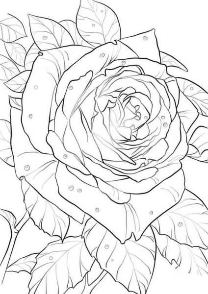 Раскраска букет роз