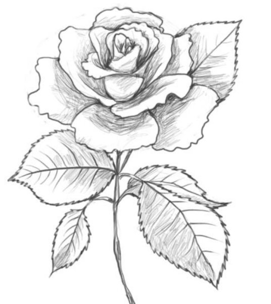 Роза для раскрашивания