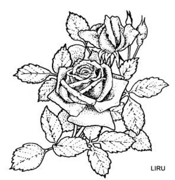 Раскраска антистресс череп