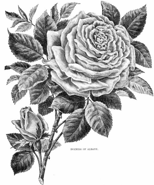 Трафареты букетов цветов для рисования