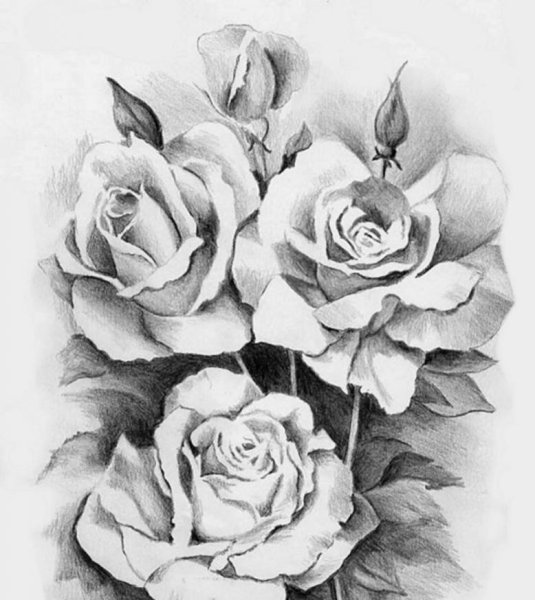 Раскраска розы маленькие