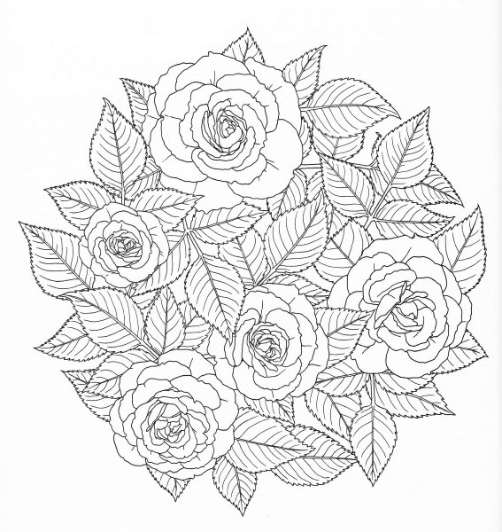 Роза карандашом