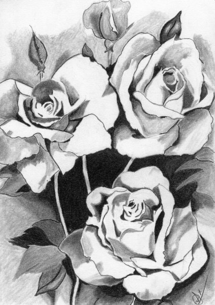 Роза раскраска