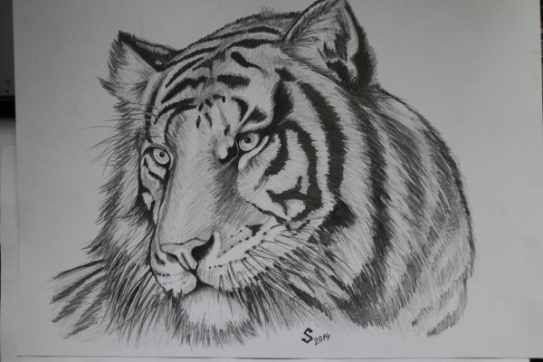 Рисунок тигра карандашом