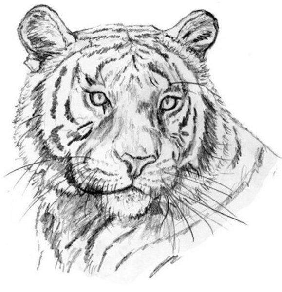 Тигр эскиз карандашом