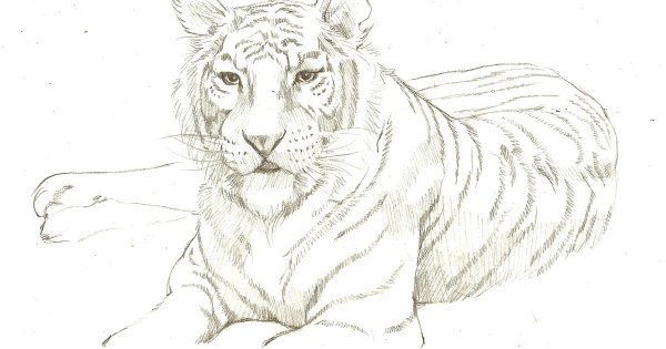 Расскраскана год тигра