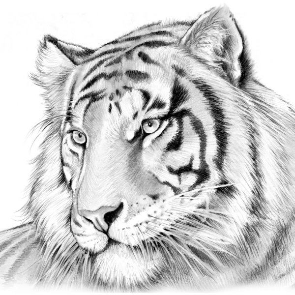 Тигр рисунок